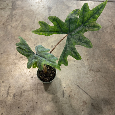 4" Alocasia Jacklyn